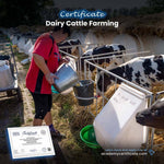 Dairy Cattle Farming Certificate