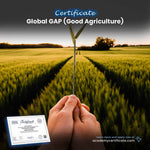 Global GAP (Good Agriculture) Certificate