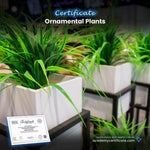 Ornamental Plants Certificate